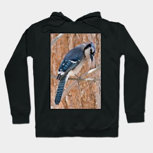 Thoughtful Blue Jay Hoodie